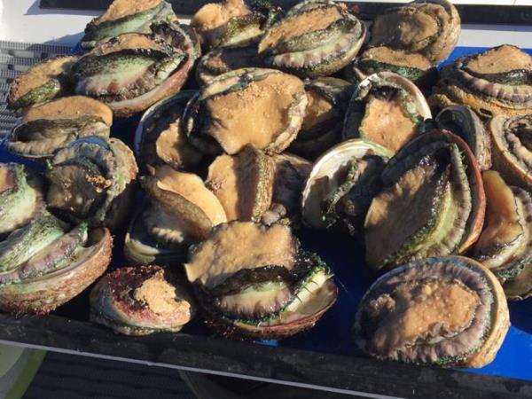 The recreatio<em></em>nal bag limit for Roe's abalone in the Southern Zone is 20 a day per licenced fisher. Picture: Barry Wiseman