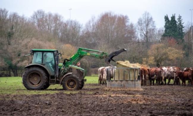 A green tractor drops a large bale of hay into a co<em></em>ntainer in a field of cattle