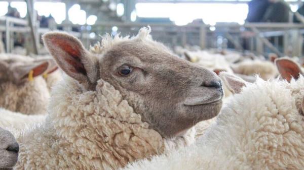 Suppliers reporting up to 800c/kg for sheep this week