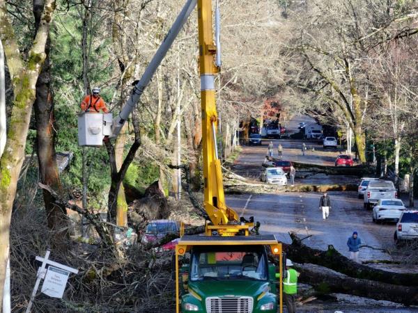 Crews working to clean up fallen trees and debris from a street in Seattle.